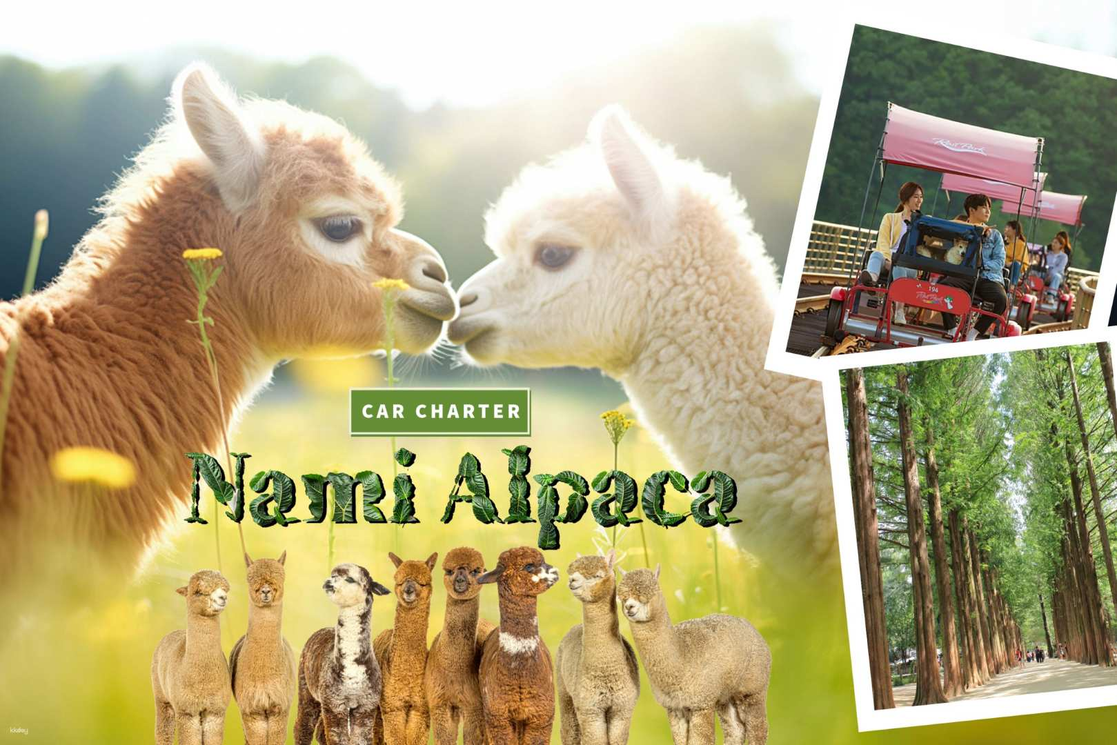 Discover charming landscapes and delightful alpacas during a leisurely journey creating unforgettable memories at Nami Island and beyond with personalized car service at your fingertips.